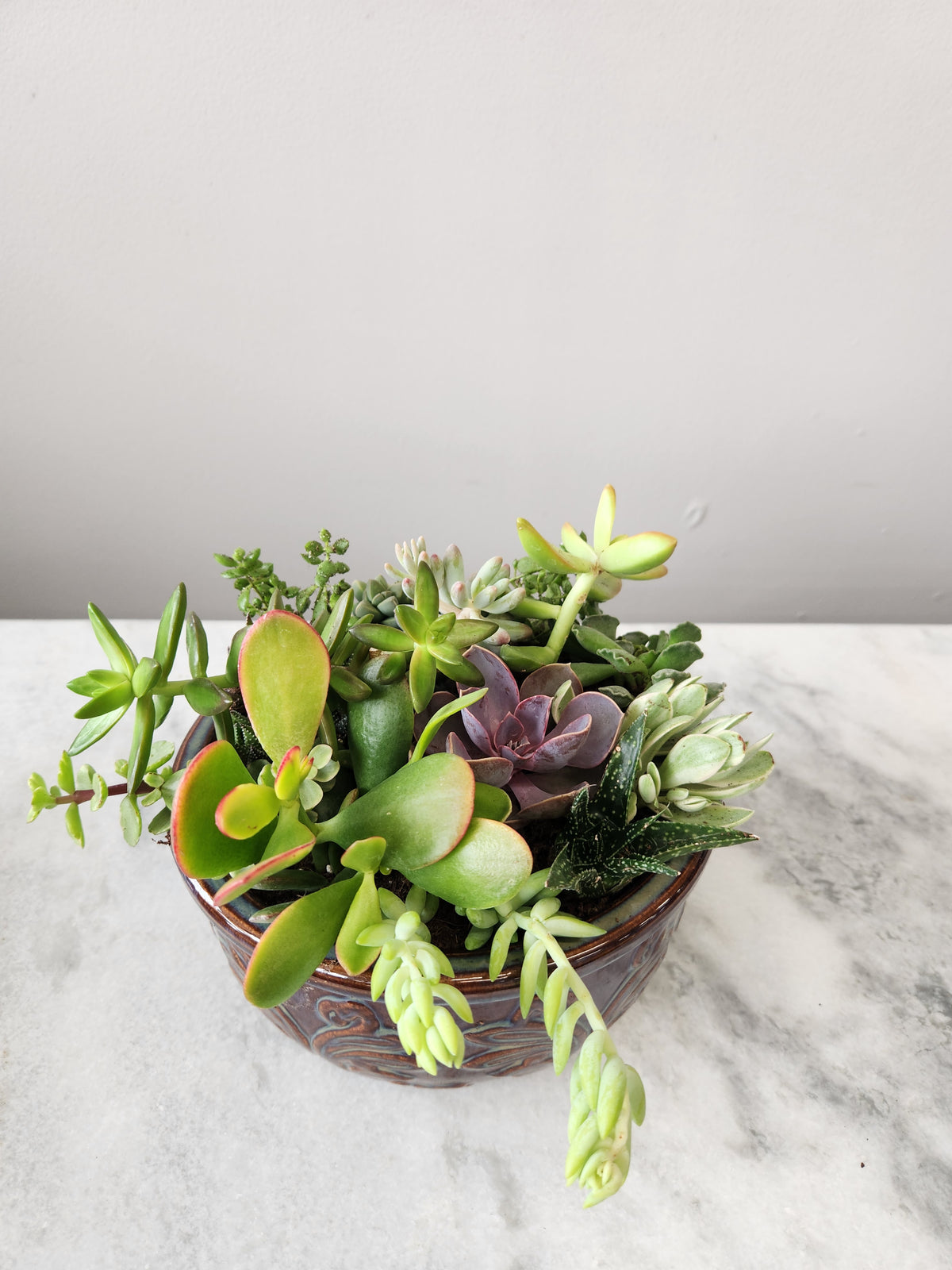 Succulent Garden