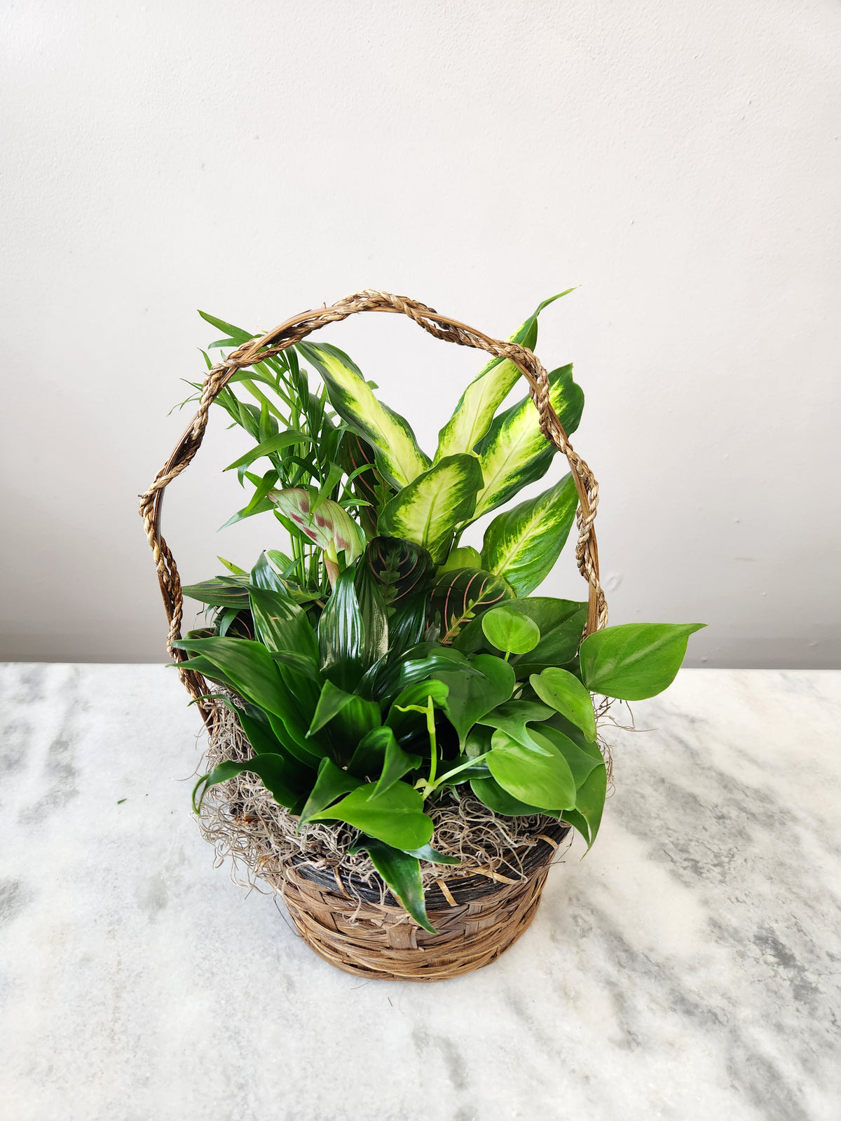 Dish Garden