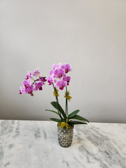 Mini Orchids "Pink"