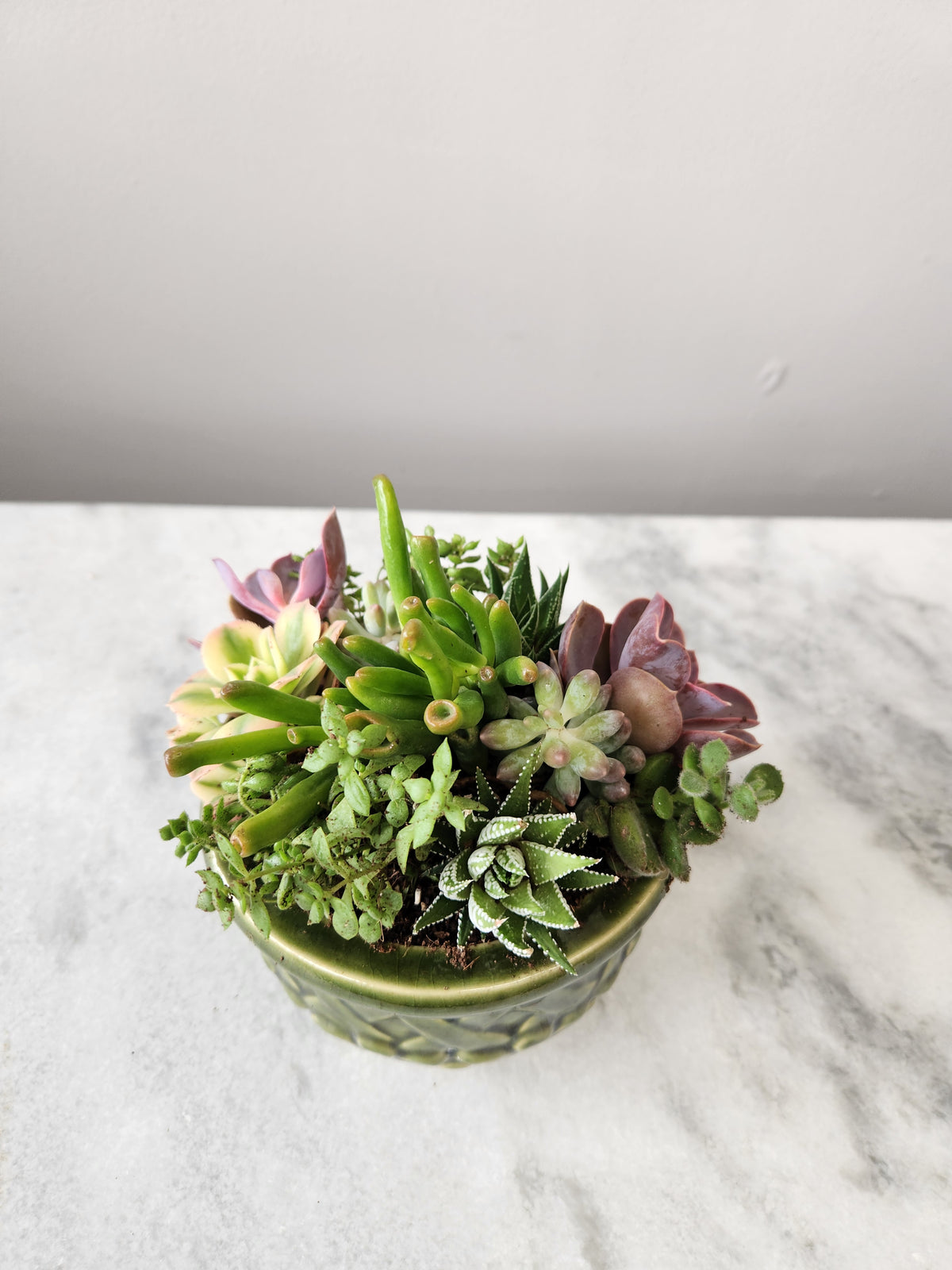 Succulent Garden