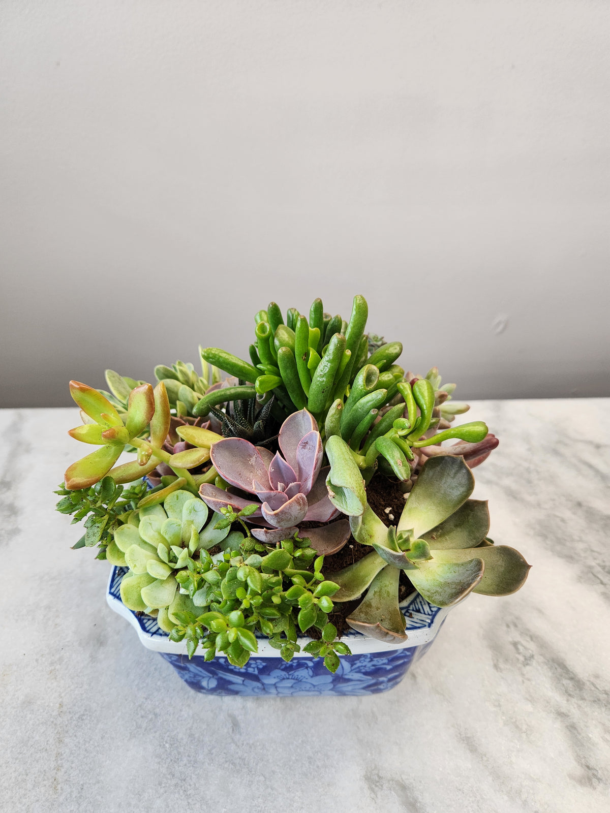 Succulent Garden