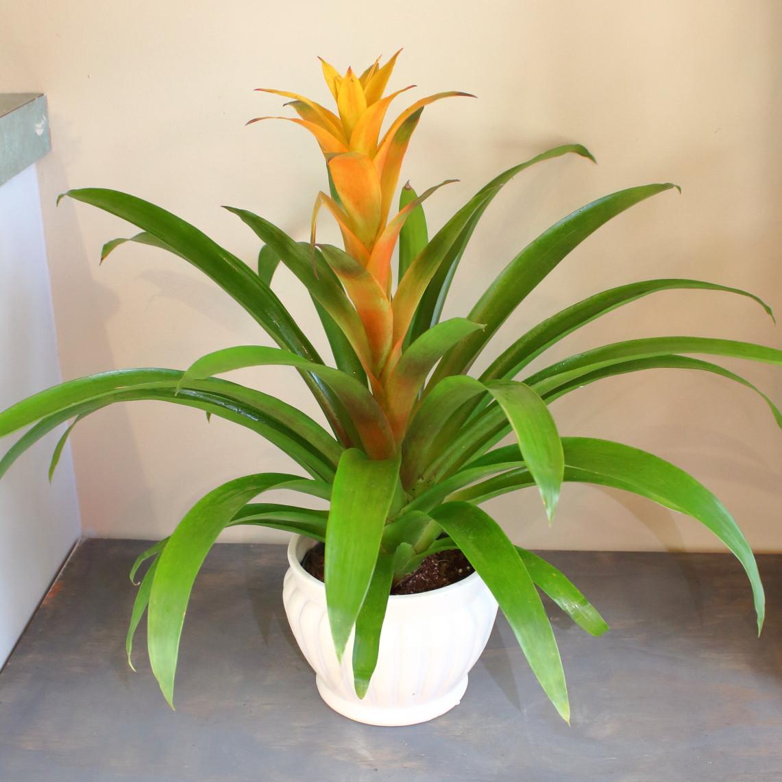 Bromeliad