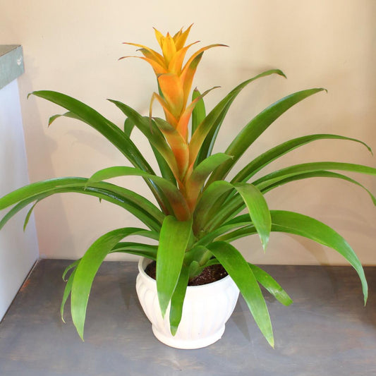 Bromeliad