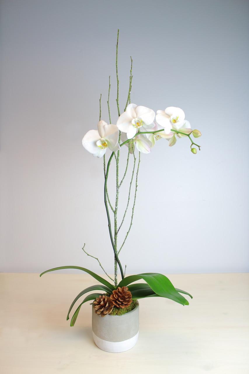 Classic Phalaenopsis Orchid