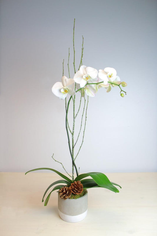Classic Phalaenopsis Orchid