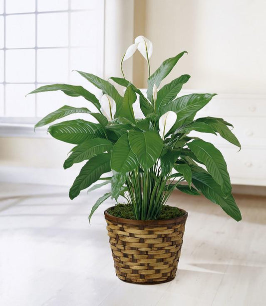 Peace Lilly - Floor Plant