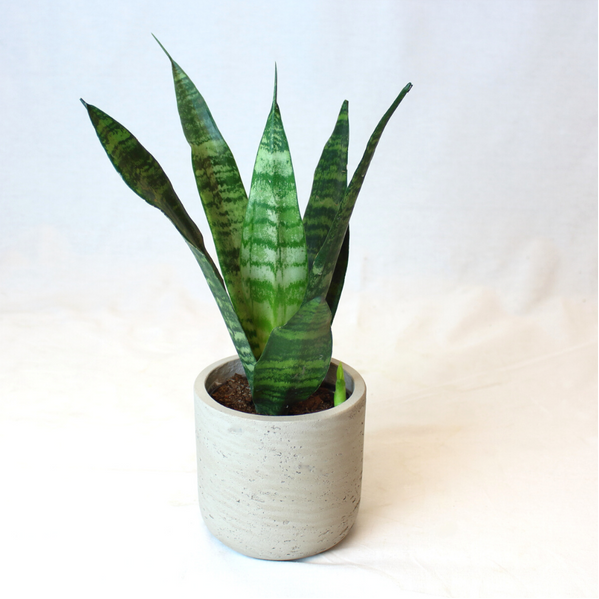 Mini Snake Plant