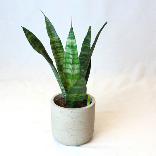 Mini Snake Plant
