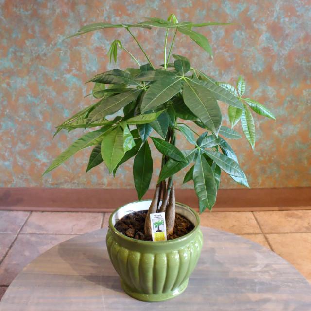 Money Plant