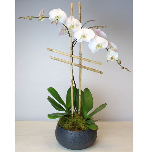 Orchid Garden