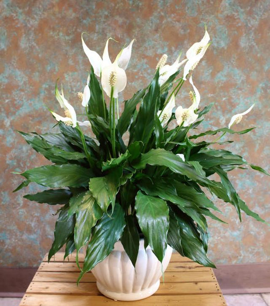 Peace Lilly - Table Top